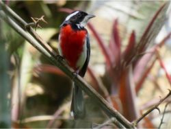 Red-breasted Chat